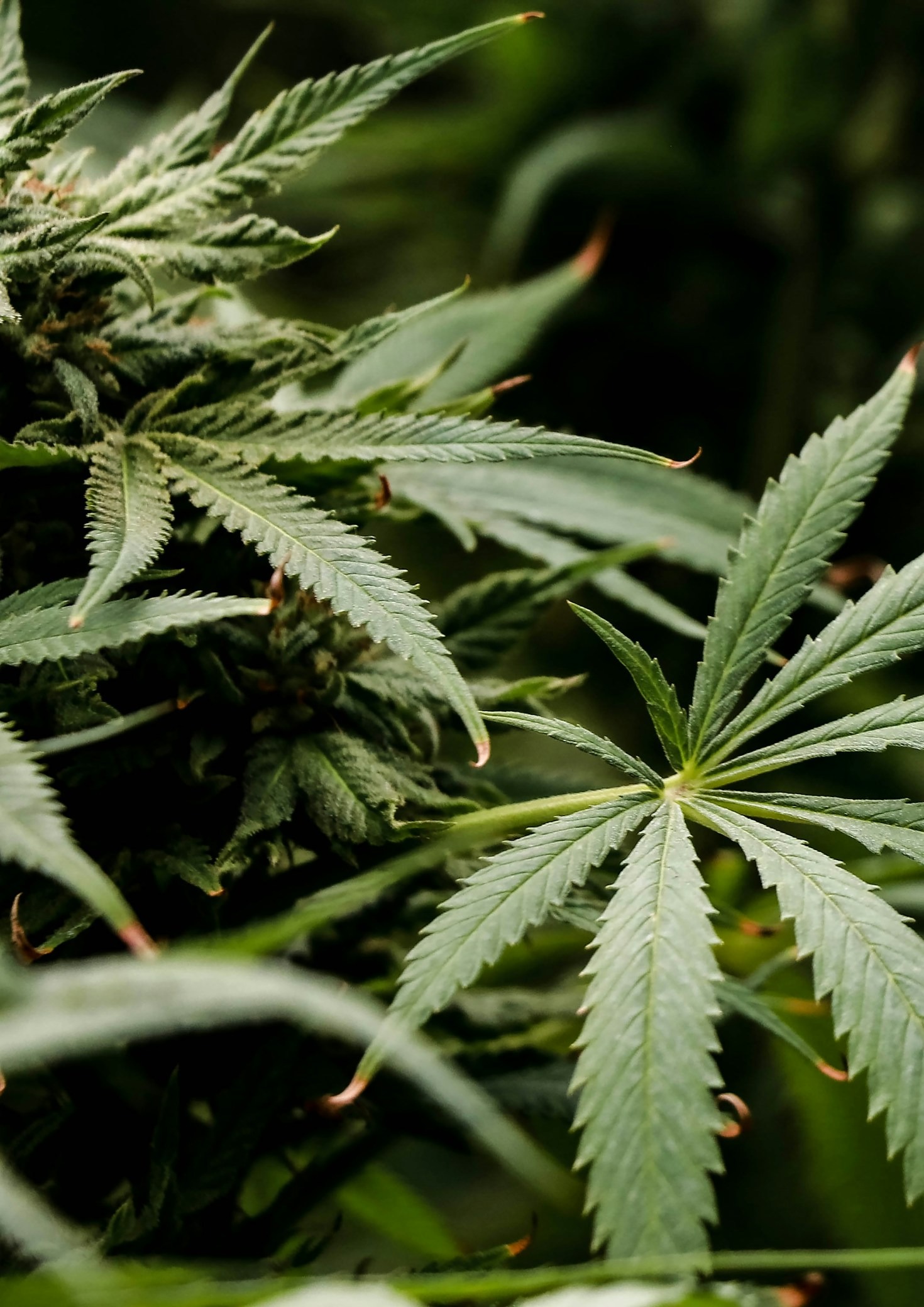 Produtos de Cânhamo que Valorizam a Sua Saúde